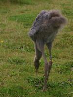 Black White Blue (Pickles) on 3rd July 2012 Black White Blue (Pickles) on 3rd July 2012